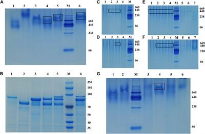 In vitro assembly of the trehalose bi-enzyme complex with artificial scaffold protein